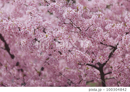 淀水路の河津桜 100304842