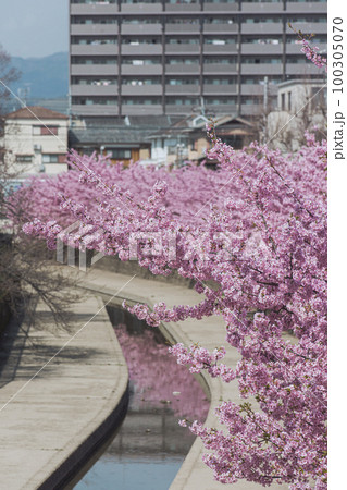 淀水路の河津桜 淀水路の河津桜 100305070