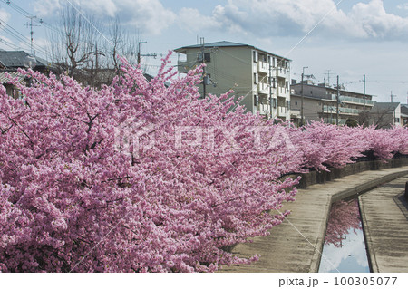 淀水路の河津桜 淀水路の河津桜 100305077