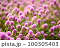 Beautiful pink Globe Amaranth flower blooming in garden 100305403
