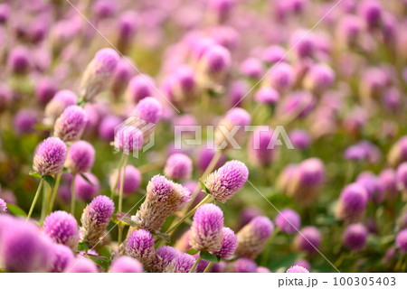 Beautiful pink Globe Amaranth flower blooming in garden 100305403