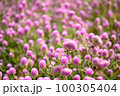 Beautiful pink Globe Amaranth flower blooming in garden 100305404