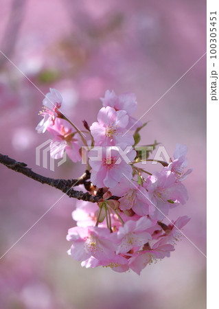 鮮やかなピンク色に咲く 100305451