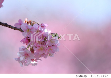 鮮やかなピンク色に咲く 100305452