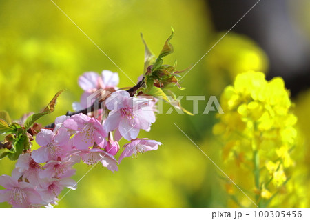 鮮やかなピンク色に咲く 100305456