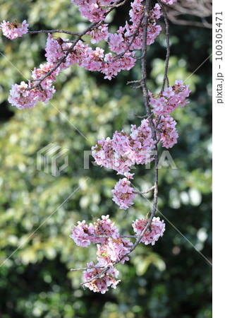 鮮やかなピンク色に咲く 100305471