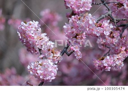鮮やかなピンク色に咲く 100305474