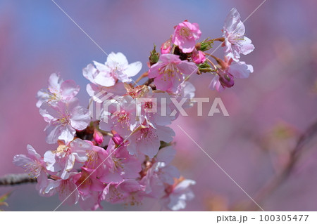 鮮やかなピンク色に咲く 100305477