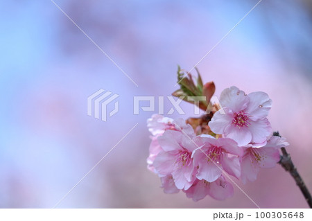 鮮やかなピンク色に咲く 100305648