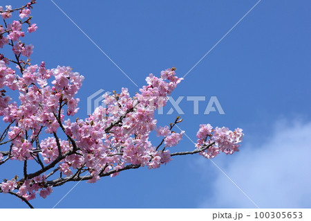 鮮やかなピンク色に咲く 100305653