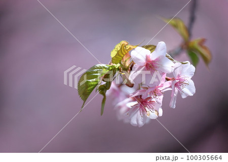 鮮やかなピンク色に咲く 100305664