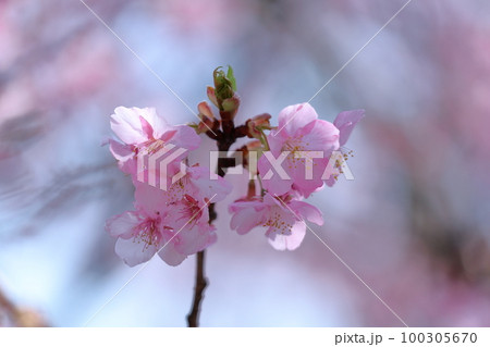 鮮やかなピンク色に咲く 100305670