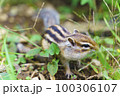 自然の中にいるシマリス 100306107