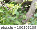 草から草へ飛び移るシマリス 100306109