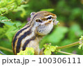 葉っぱを食べるシマリス 100306111