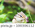 葉っぱを食べるシマリス 100306112