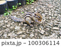 どんぐりをかじるシマリス 100306114