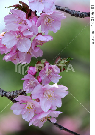 鮮やかなピンク色に咲く 100306281