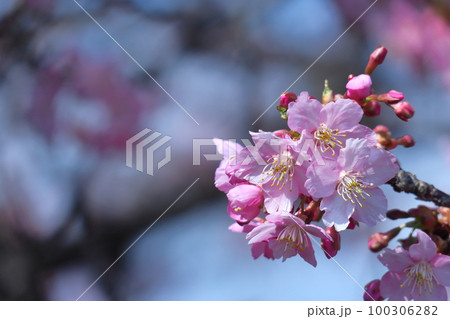 鮮やかなピンク色に咲く 100306282