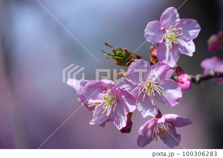 鮮やかなピンク色に咲く 100306283