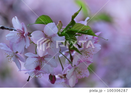 鮮やかなピンク色に咲く 100306287