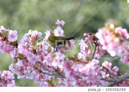 鮮やかなピンク色に咲く 100306289