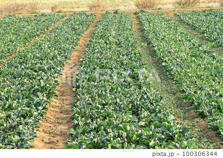 ホウレンソウ畑 100306344