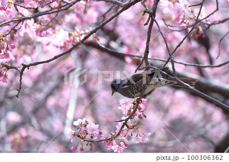 鮮やかなピンク色に咲く 100306362