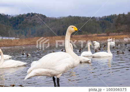 大きな池の中に立ち、遠くを眺める白鳥 大きな池の中に立ち、遠くを眺める白鳥 100306375