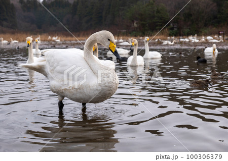 大池の中で首を縮める白鳥 100306379