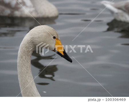 右側を向いている白鳥のアップ 右側を向いている白鳥のアップ 100306469