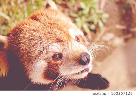 レッサーパンダ レッサーパンダ 100307129