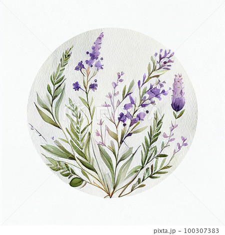 ラベンダー ボタニカルアート フラワーアート 花図鑑 ラベンダーの絵 ラベンダー ボタニカルアート Lavenderのイラスト素材 [107349456] - PIXTA