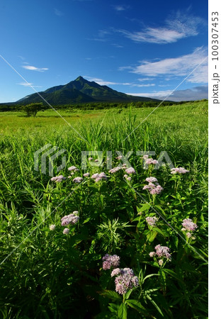 利尻島の夏景色 利尻島の夏景色 100307453