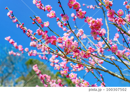 静岡県熱海市　熱海梅園 100307502