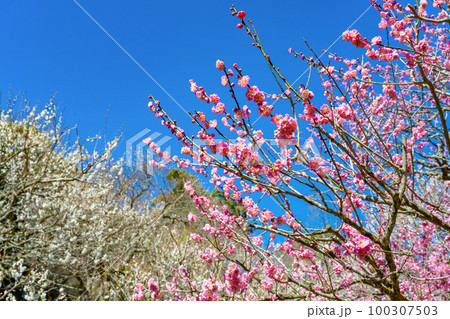 静岡県熱海市　熱海梅園 100307503