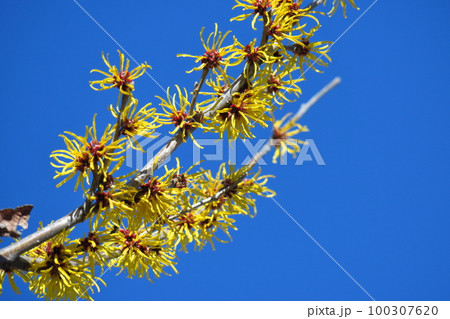 春一番に咲く花 100307620