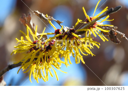春一番に咲く花 100307625