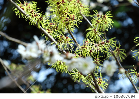 春一番に咲く花 春一番に咲く花 100307694