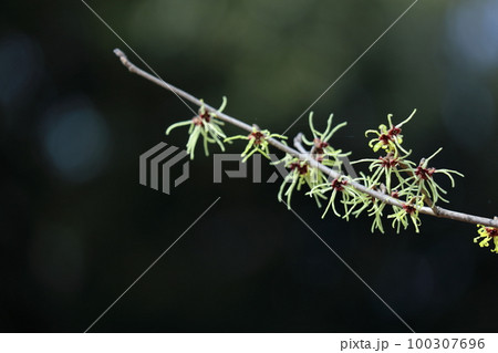 春一番に咲く花 春一番に咲く花 100307696