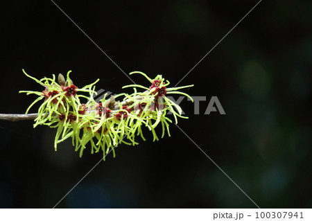 春一番に咲く花 春一番に咲く花 100307941
