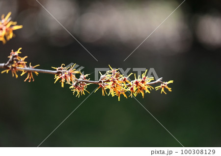 春一番に咲く花 春一番に咲く花 100308129