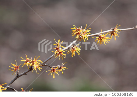 春一番に咲く花 100308130