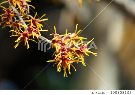 春一番に咲く花 100308132