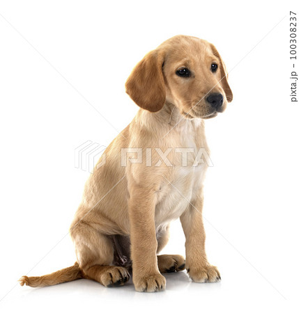 puppy labrador retriever 100308237