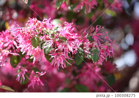 春一番に咲く花 100308275