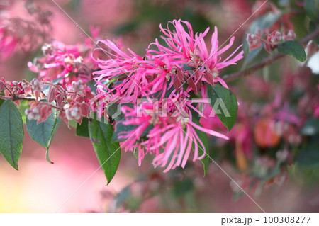 春一番に咲く花 春一番に咲く花 100308277