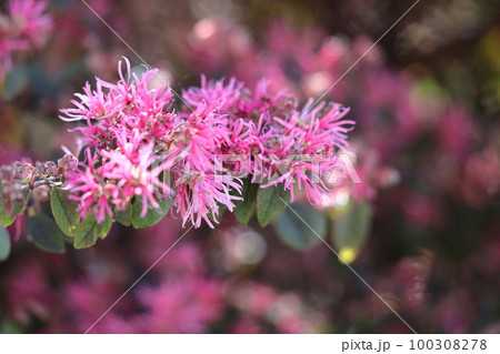 春一番に咲く花 100308278