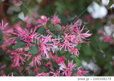 春一番に咲く花 春一番に咲く花 100308279