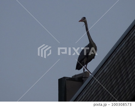 見下ろす鳥 100308573